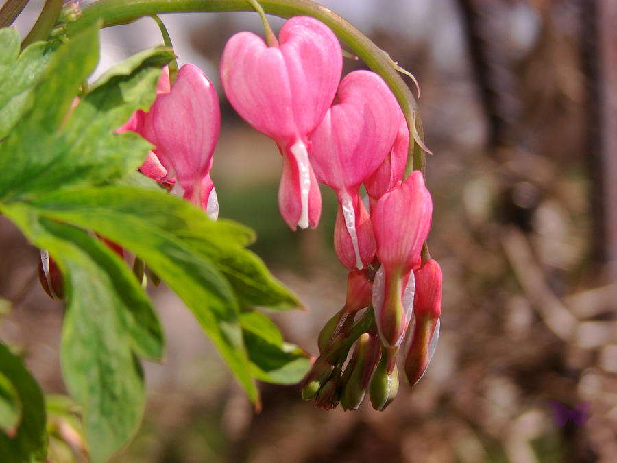 Bleeding Heart