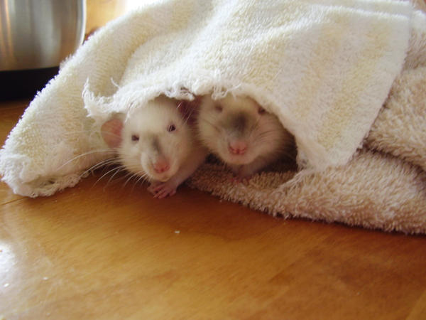 Snuggle rats