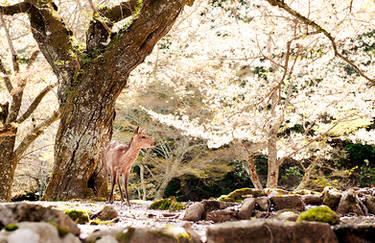 Fawn