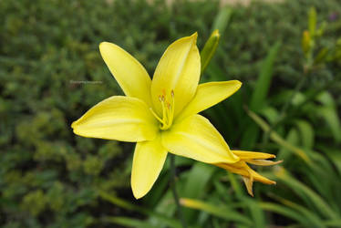 Yellow Lily