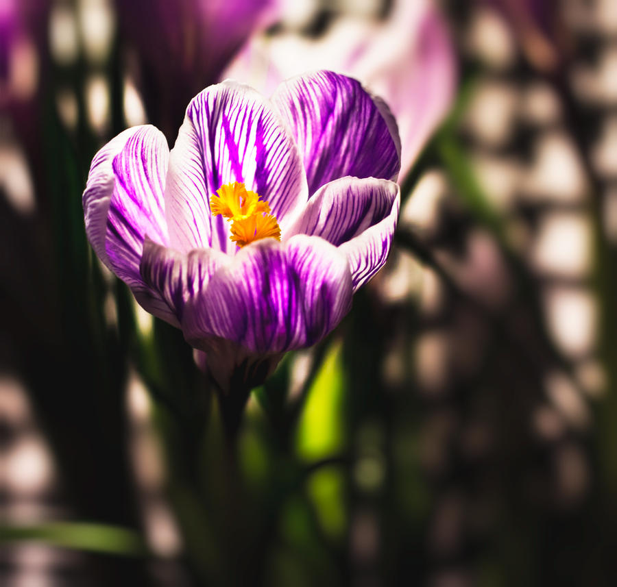 crocus