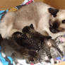 Daddy Cat Giving Mommy a Rest from the Babies