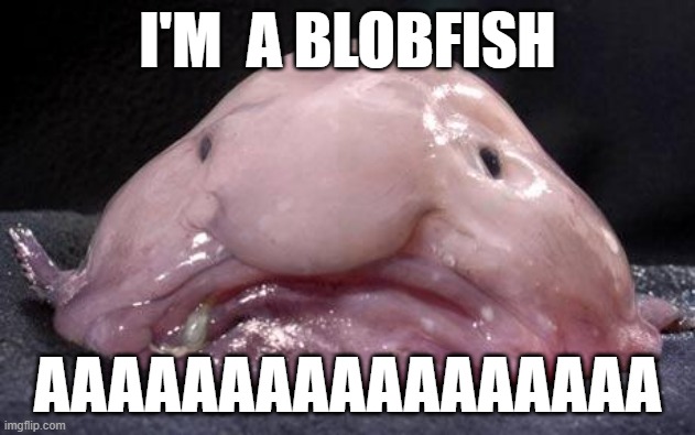 Blobfish meme by DitoSlothy123 on DeviantArt