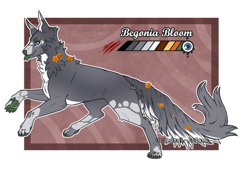 Domestic Jader - Begonia Bloom [Auction - CLOSED]