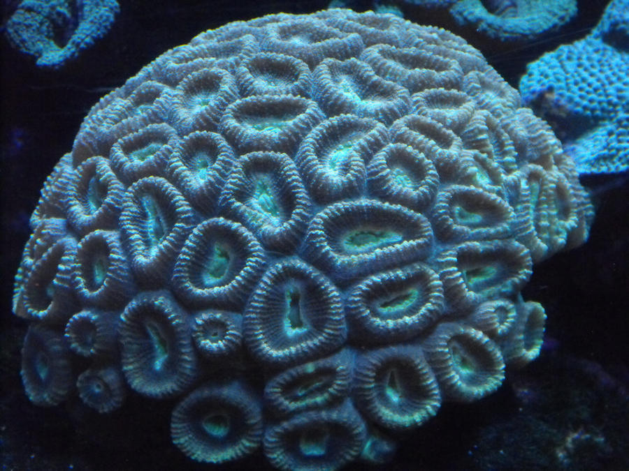 Brain Coral 001