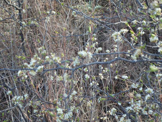 Plum Blossoms 1