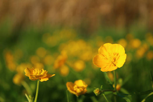 Yellow flowers