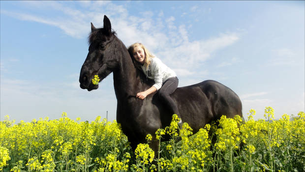 Frisian horse Yvette