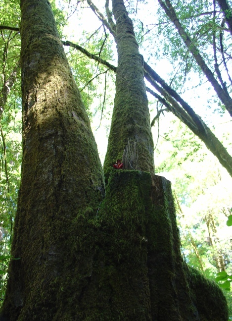 Tree Fun Kanchi