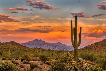 Sonoran Sunset