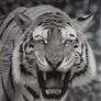 Tiger growling in Pencil
