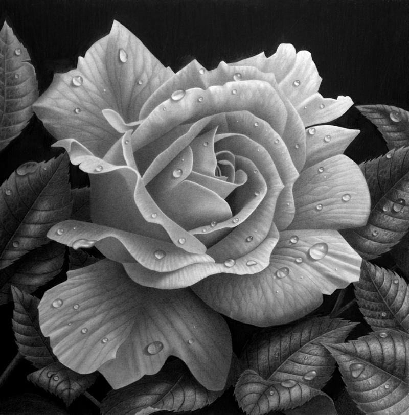 Rose study by StephenAinsworth Rose study by StephenAinsworth