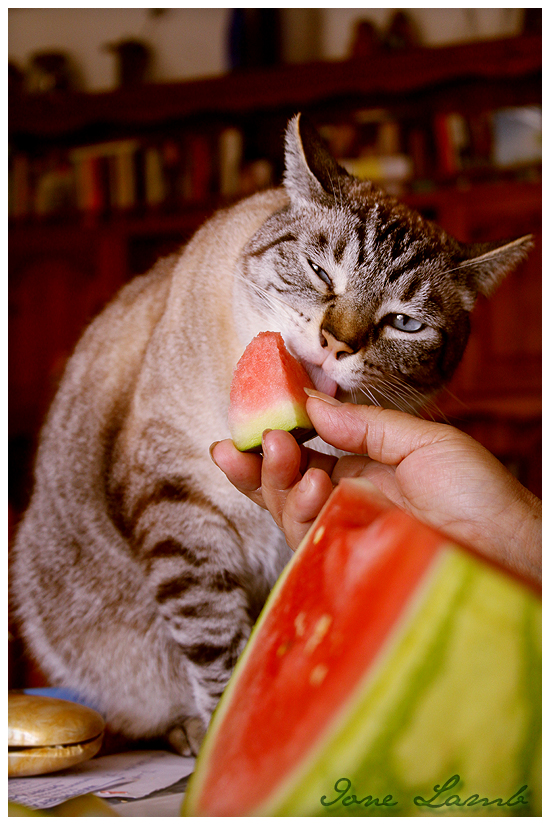 Cat Eating Watermelon