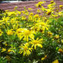 yellow flowers