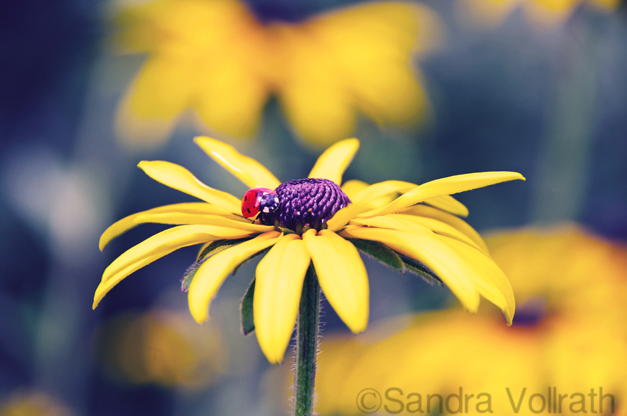 Ladybug or Motschekiepchen