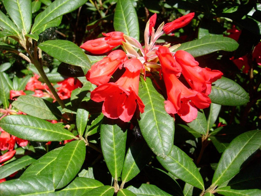 Red Ridon's Red Rhododendron by Johnnys-Fan on DeviantArt