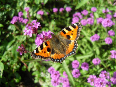 Tortoiseshell Butterfly