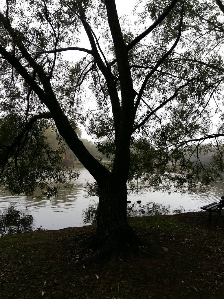 Riverside Tree by Raith56 on DeviantArt