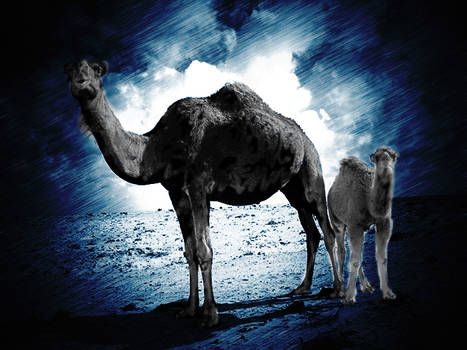 Camel