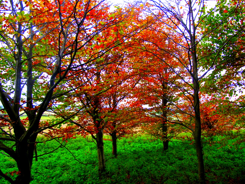 Autumn Trees