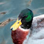 Mallard Male