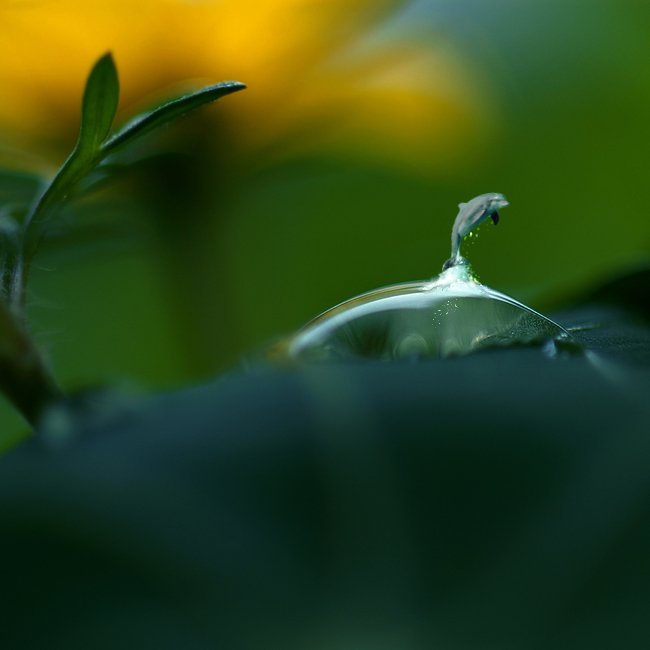 In a droplet, the sea.