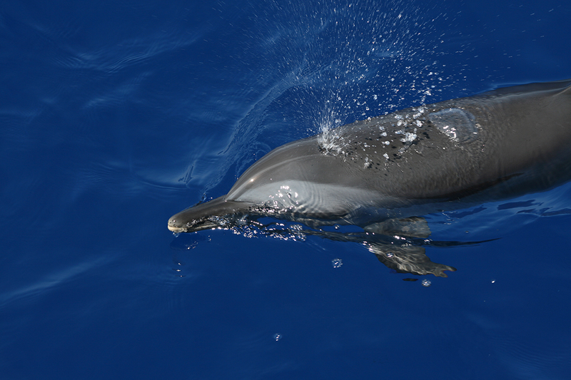 Il canto dell'oceano