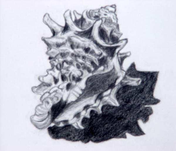 Spiky Shell by zebraprntslinky on DeviantArt