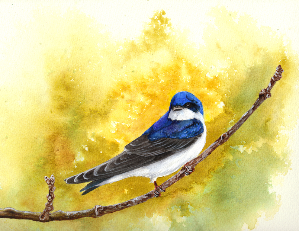 Tree Swallow