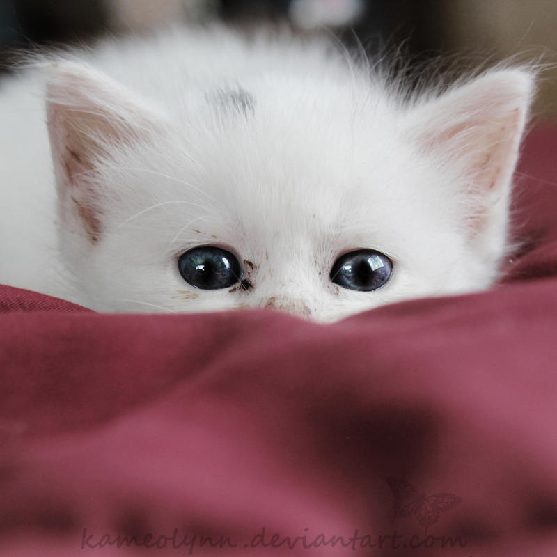 Беленьких котиков. Белый котенок. Милые кошки. Кошка белая. Милый котенок.