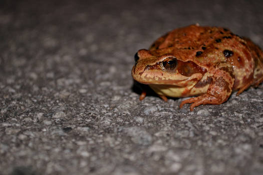 Toad on the Road