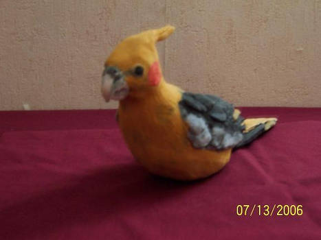 Pied Cockatiel view B