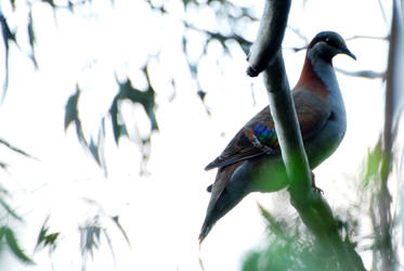 Brush Bronzewing 1