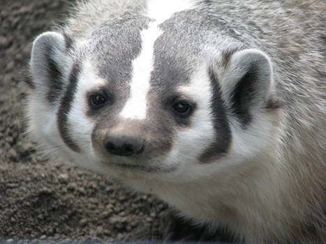 Badger