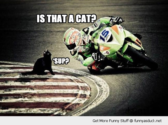 Funny-motorbike-racer-cat-track-sup-pics by ComputerGuy22 on DeviantArt