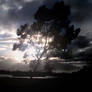 sunbeams through clouds + tree