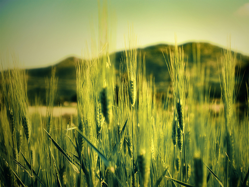 Golden Field