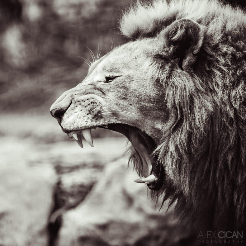 Portrait of a lion by sican