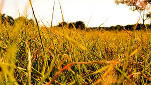 A View Into the Country Side