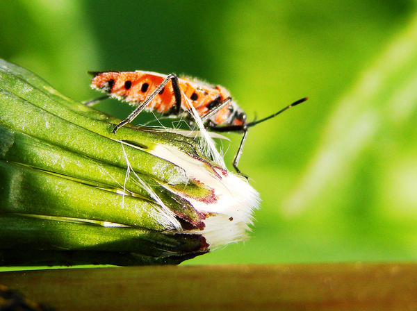 goanga by ioana-boroda on DeviantArt