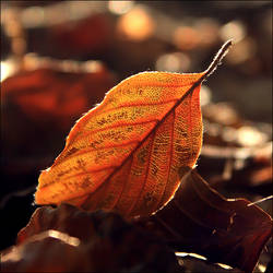 Fallen leaves