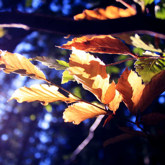 Autumn Foliage