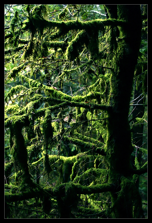 Mossy