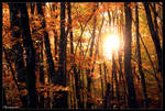 More autumn leaves.. by FlorentCourty