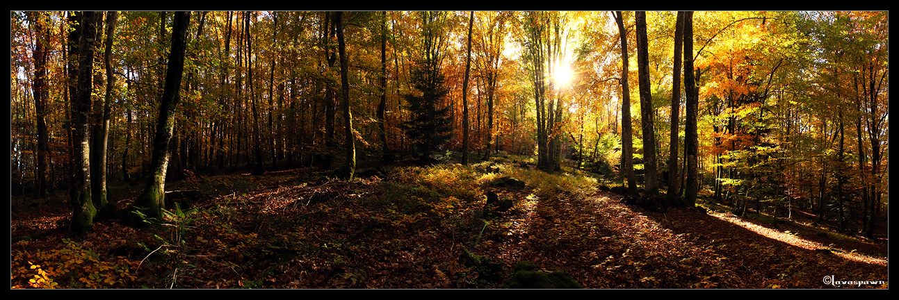 Woods in Autumn - panorama