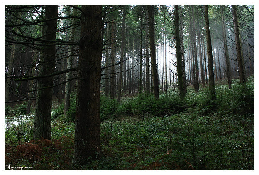 Mist up the Forest.