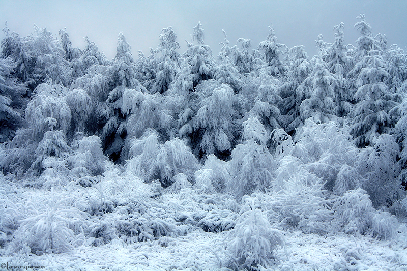 Iced World