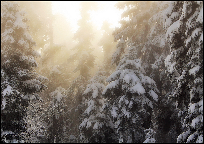 Light Above the Mist