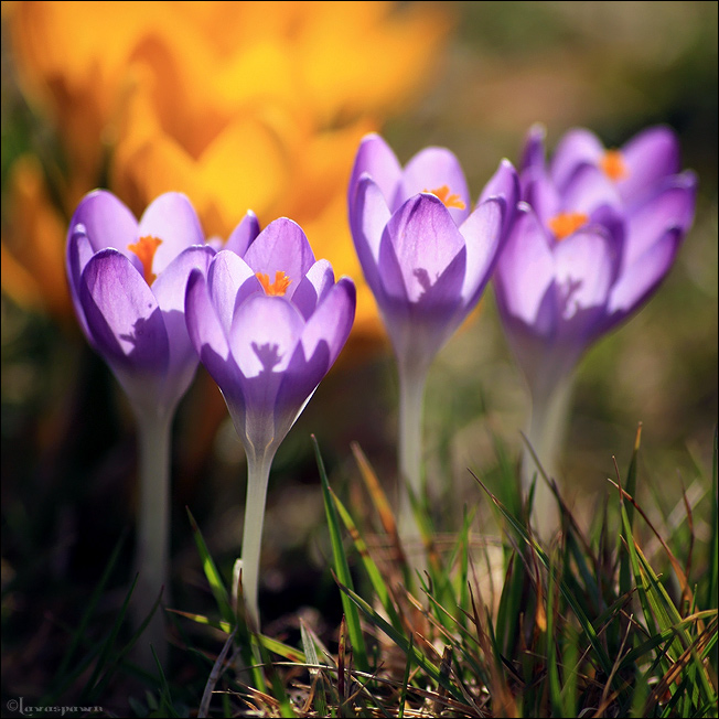 First Flowers