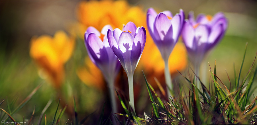 First Flowers II